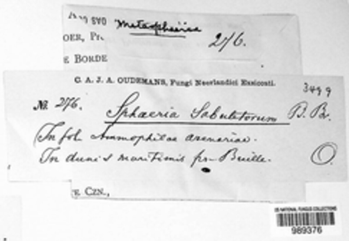Amarenographium metableticum image